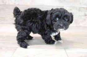 Yorkie-Poo