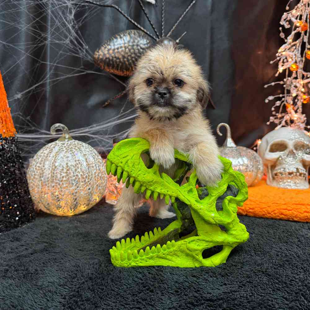 carousel pet images