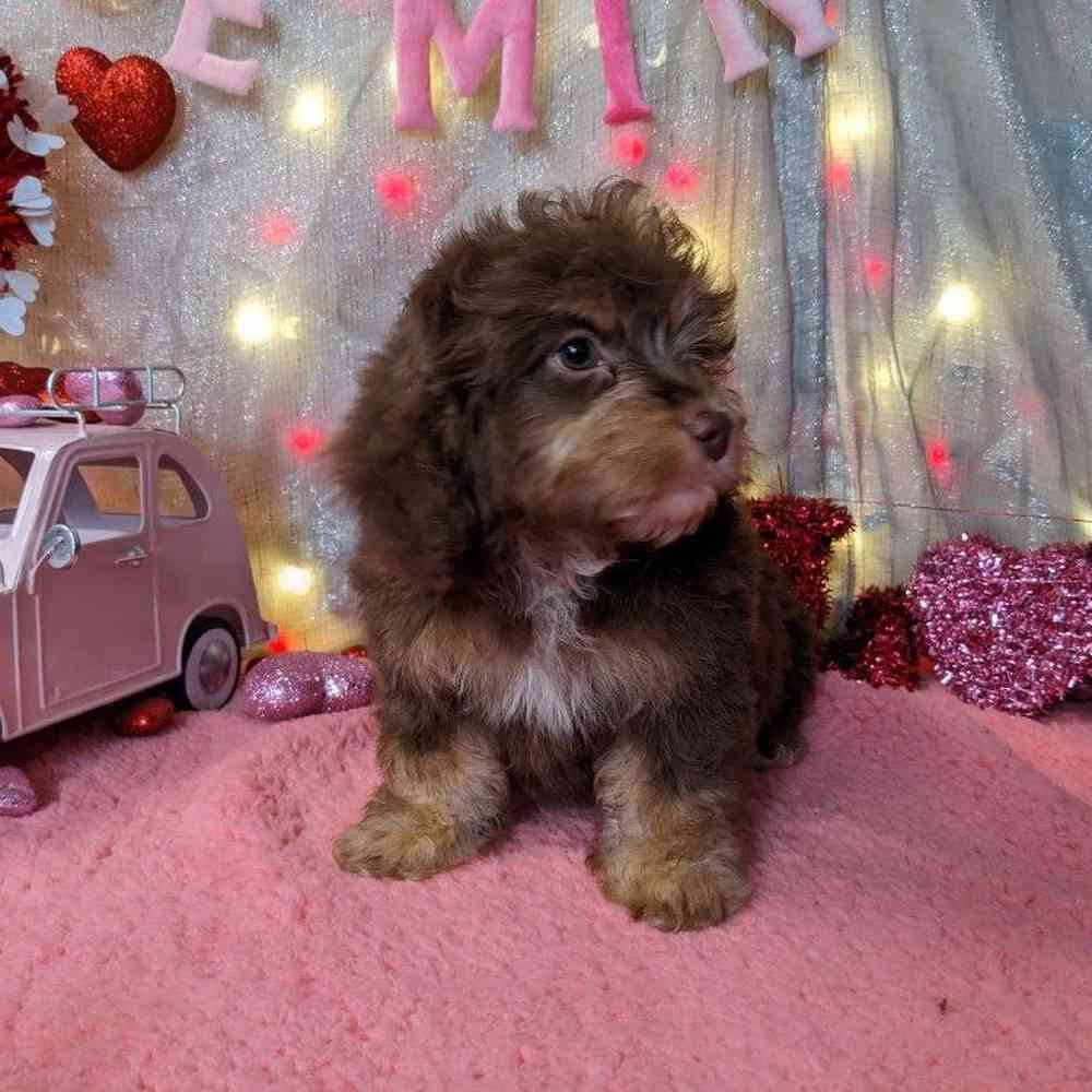 carousel pet images