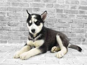 Siberian Husky