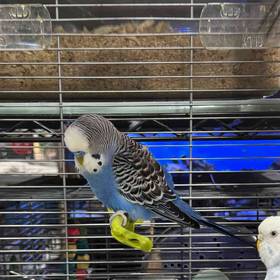 Parakeet