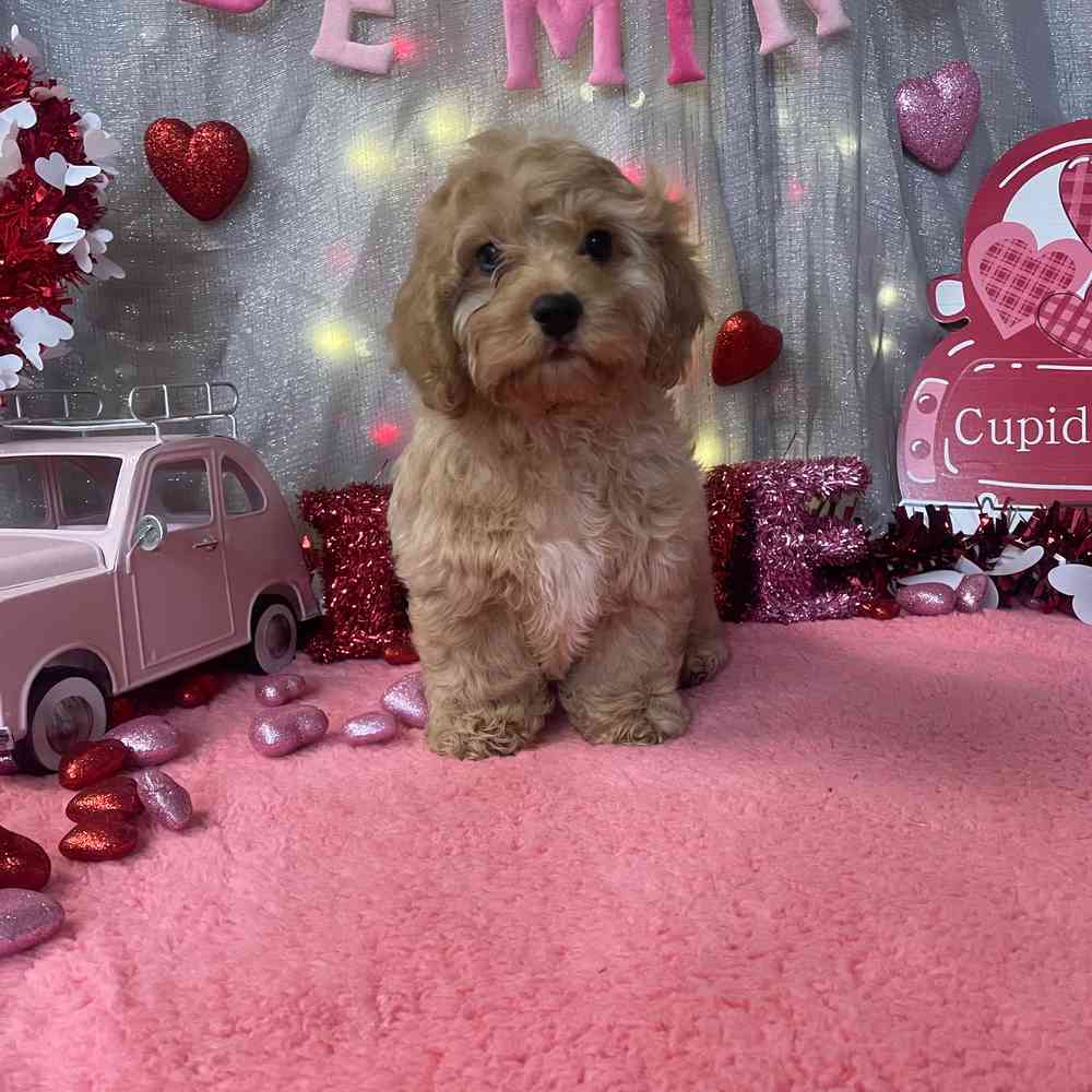 carousel pet images