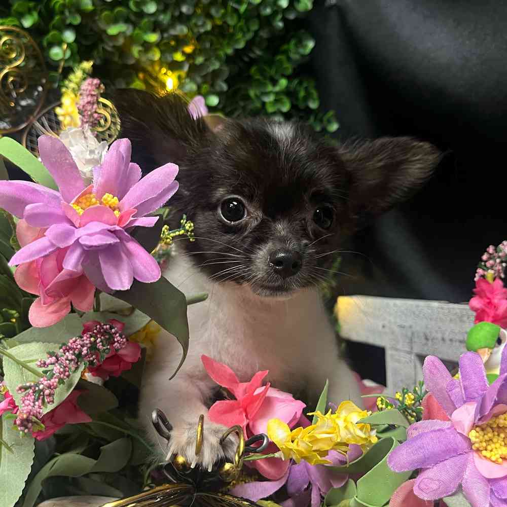 carousel pet images