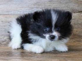Pomeranian