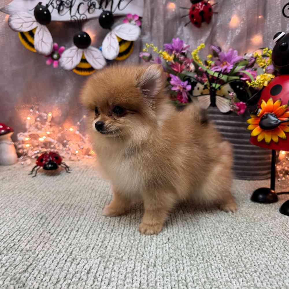 carousel pet images