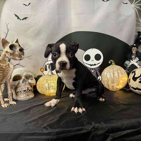 Boston Terrier
