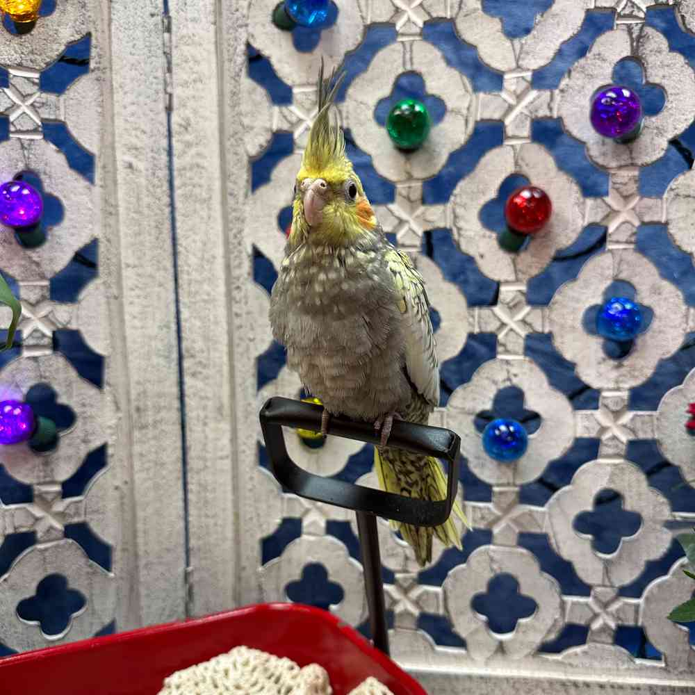 carousel pet images