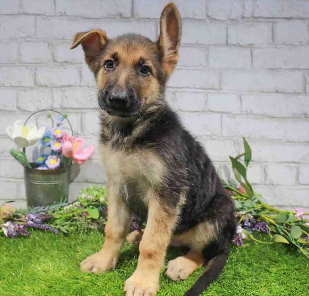 Image of a pet breed in the gallery