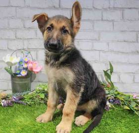 German Shepherd