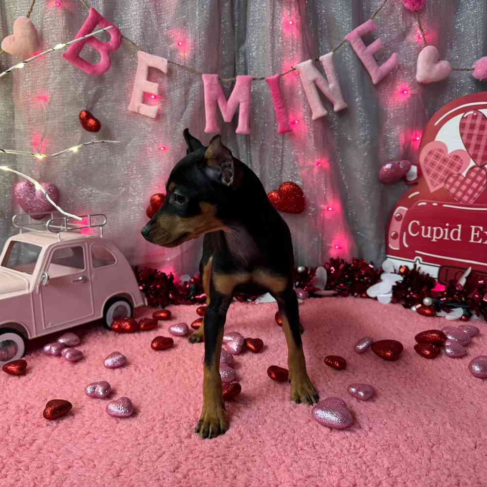 carousel pet images