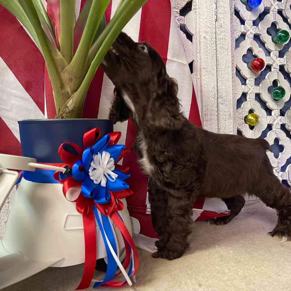 carousel pet images