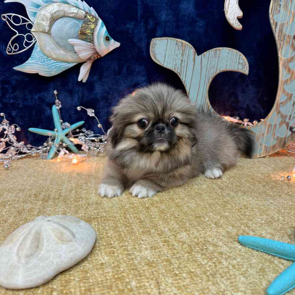 carousel pet images