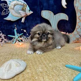 Pekingese