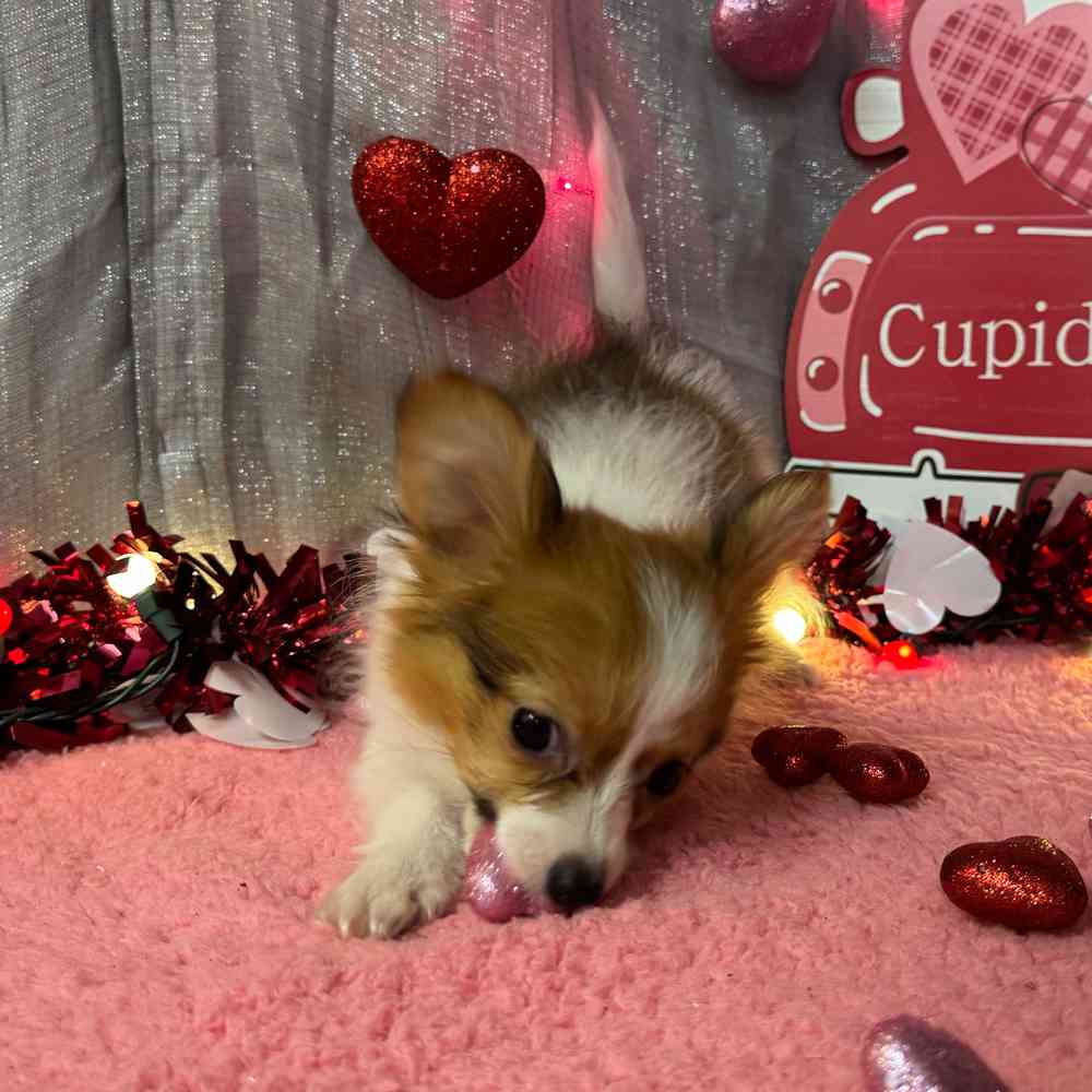 carousel pet images