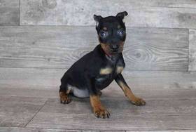 Min Pin