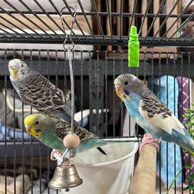 Parakeet