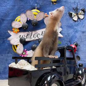 Ferret