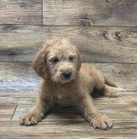 Labradoodle