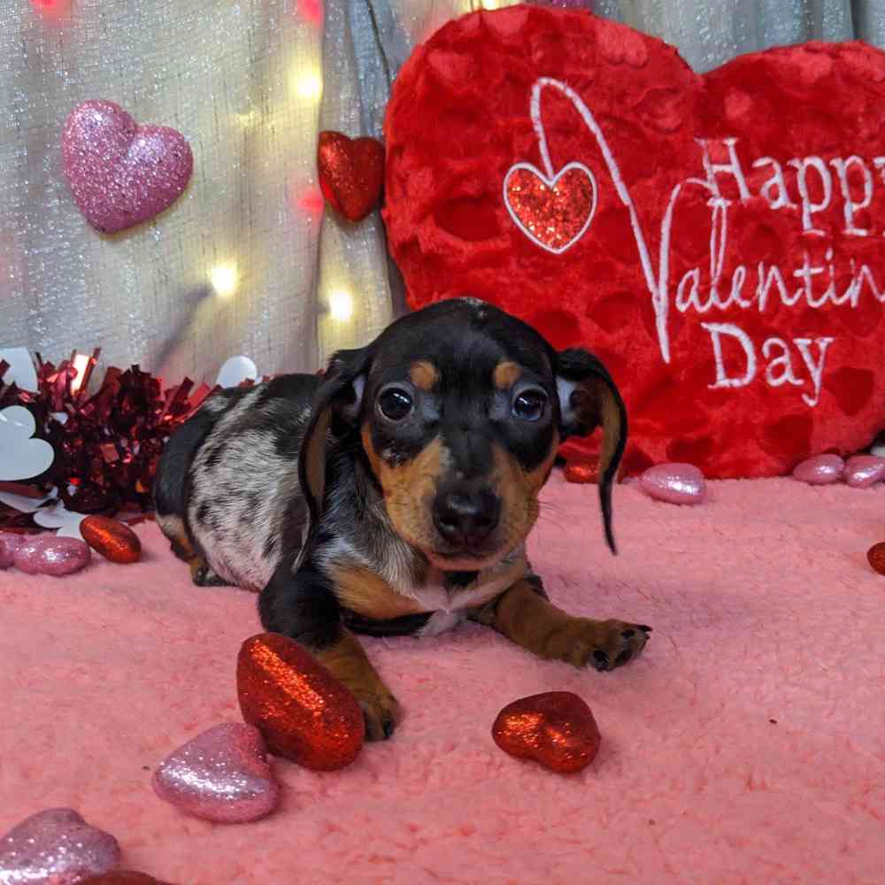 carousel pet images