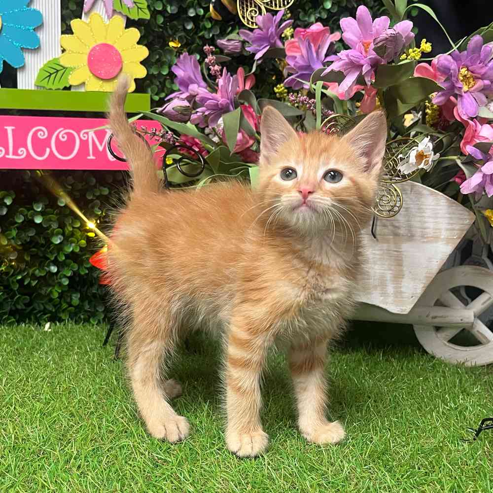 Image of a pet breed in the gallery
