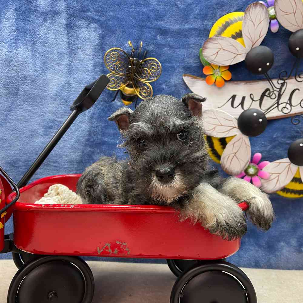 Puppyfinder miniature best sale schnauzer