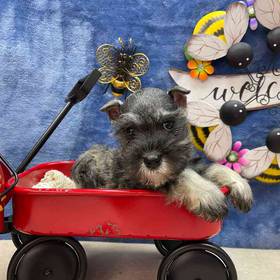 Mini Schnauzer