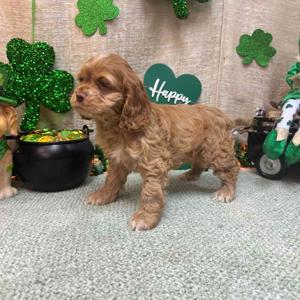 carousel pet images