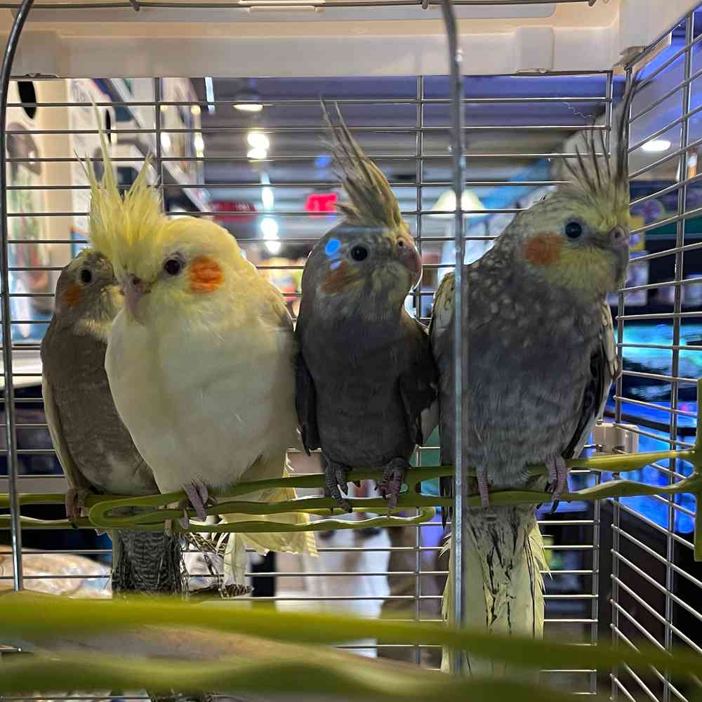 carousel pet images