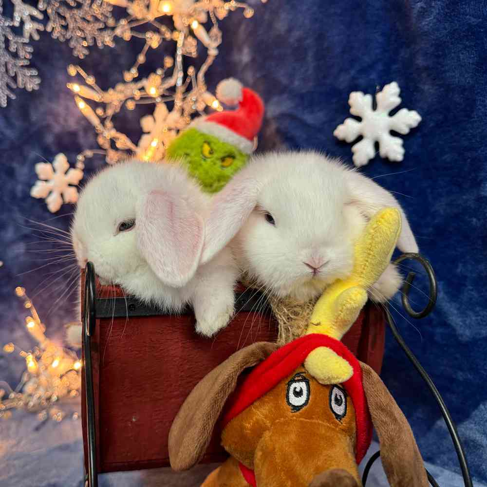 carousel pet images