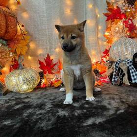 Shiba Inu