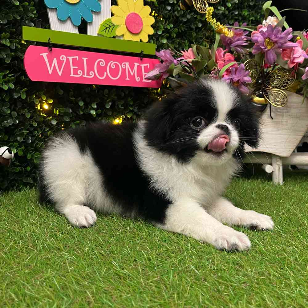 carousel pet images