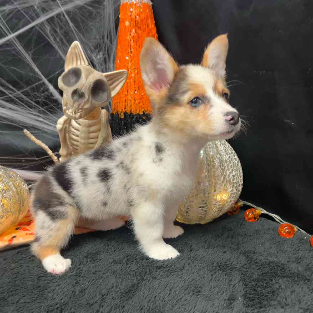 Image of a pet breed in the gallery