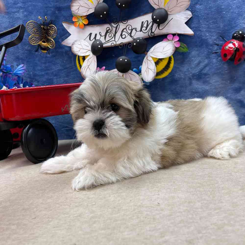 carousel pet images