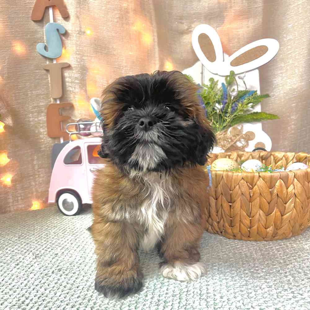 carousel pet images