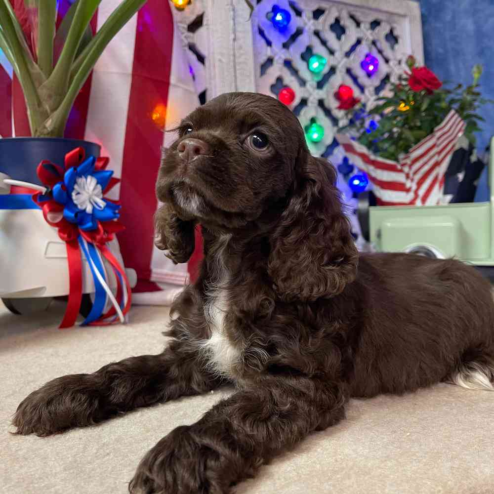 carousel pet images