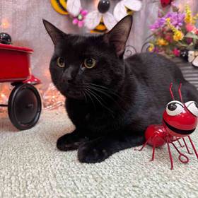 Domestic Medium Hair