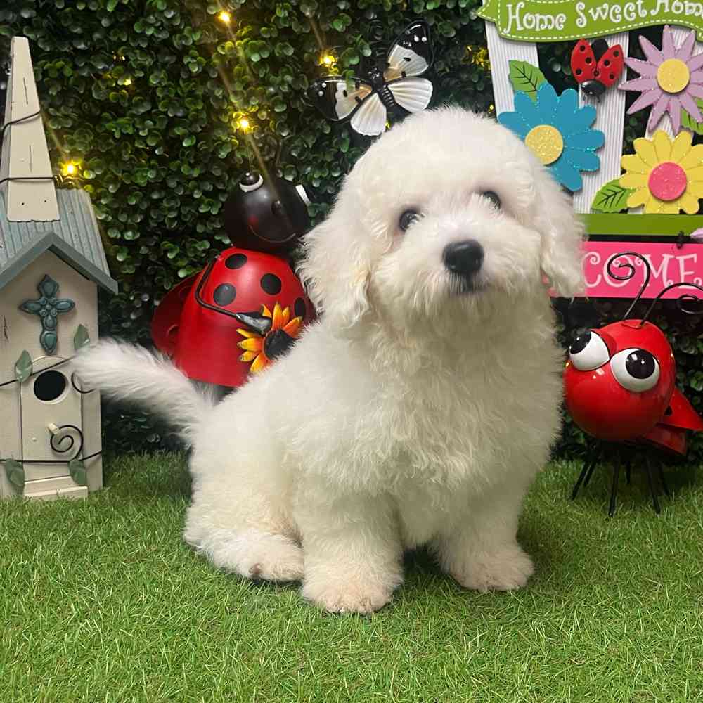 Image of a pet breed in the gallery