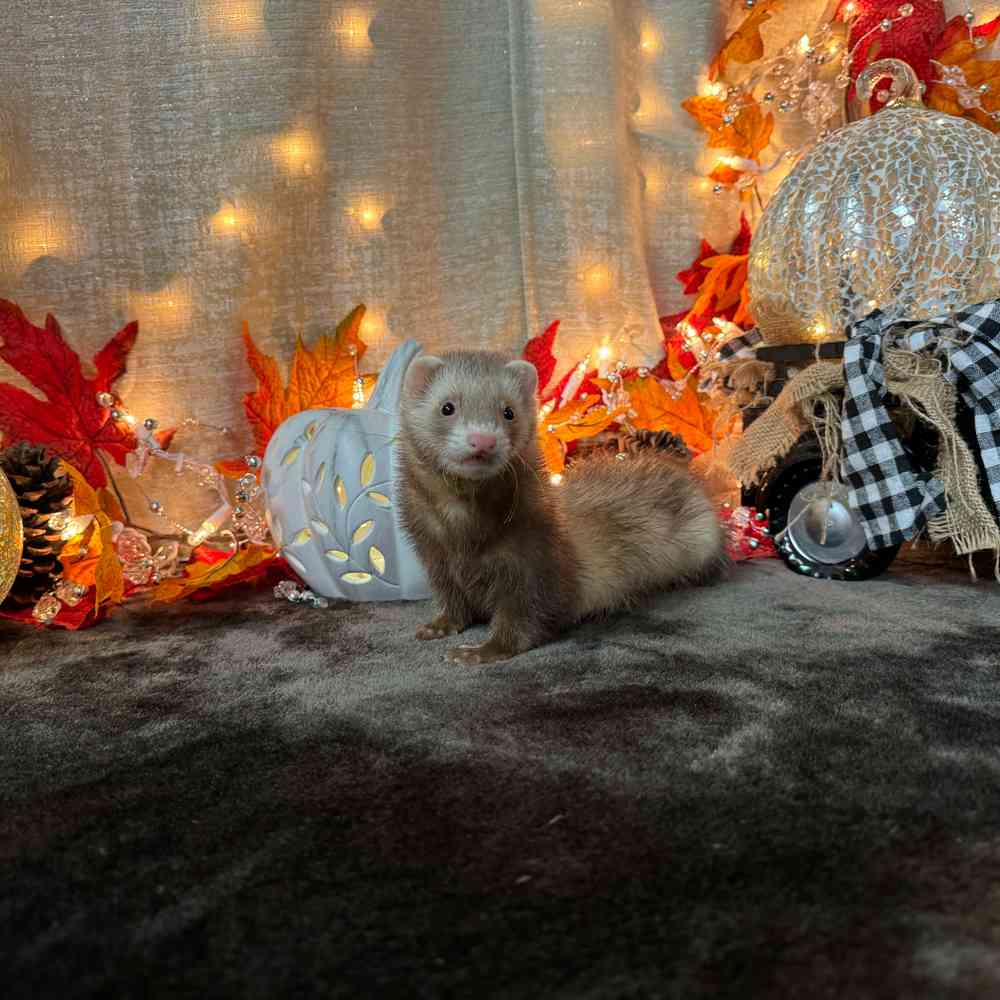 carousel pet images