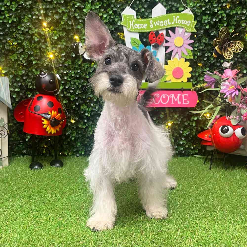 carousel pet images