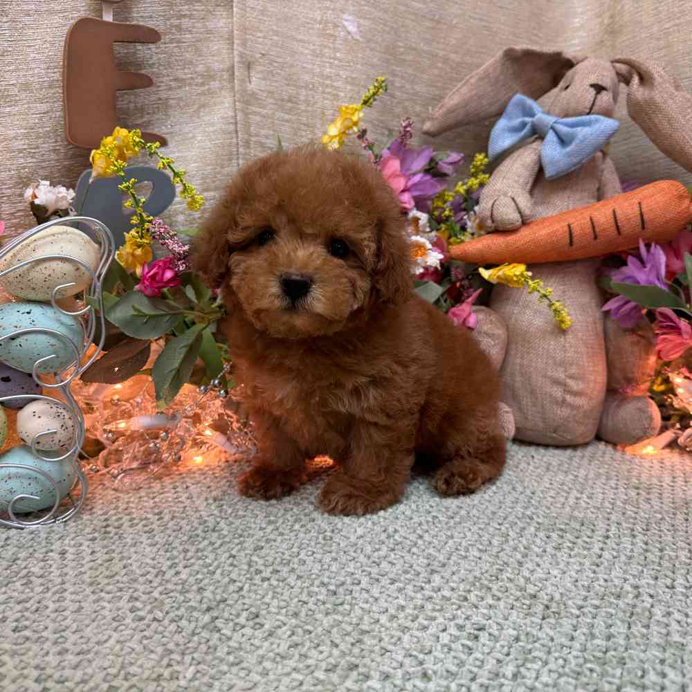 carousel pet images