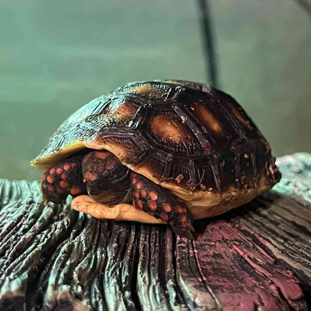 Image of a pet breed in the gallery