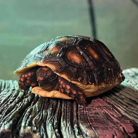 Red Foot Tortoise