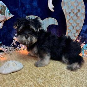 Yorkshire Terrier