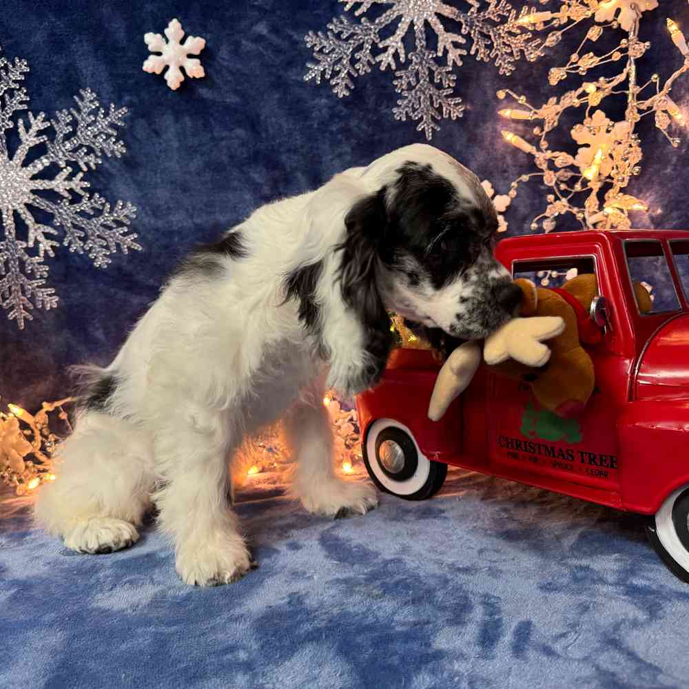 carousel pet images