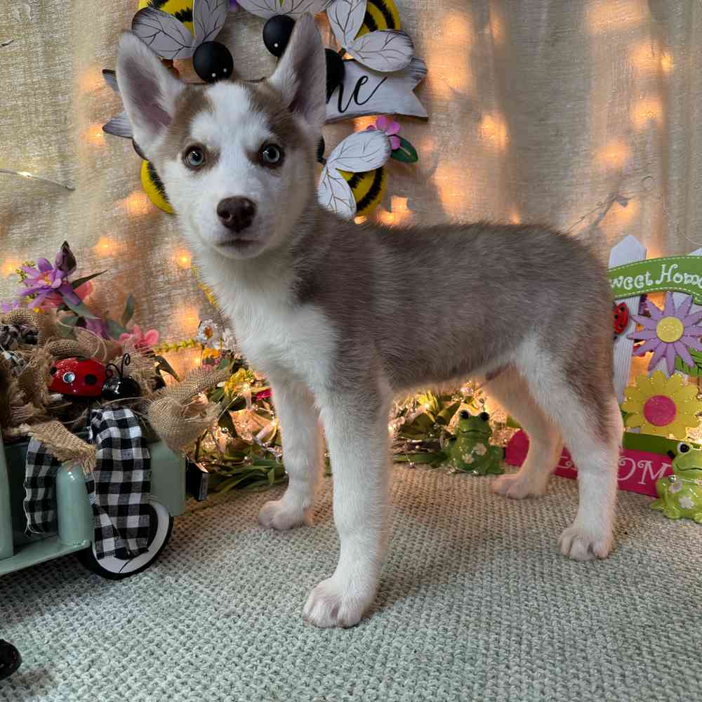 carousel pet images
