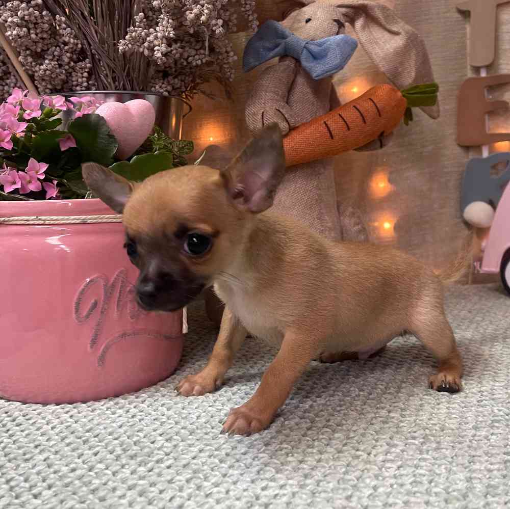 carousel pet images