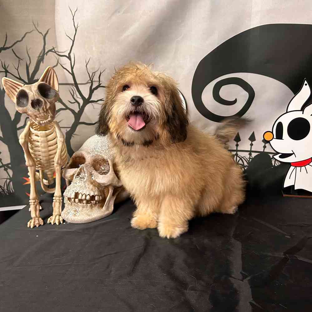 carousel pet images