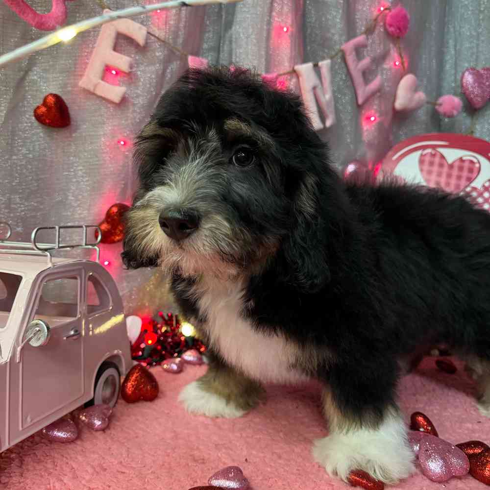 carousel pet images