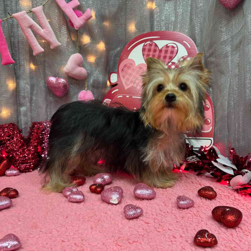 carousel pet images
