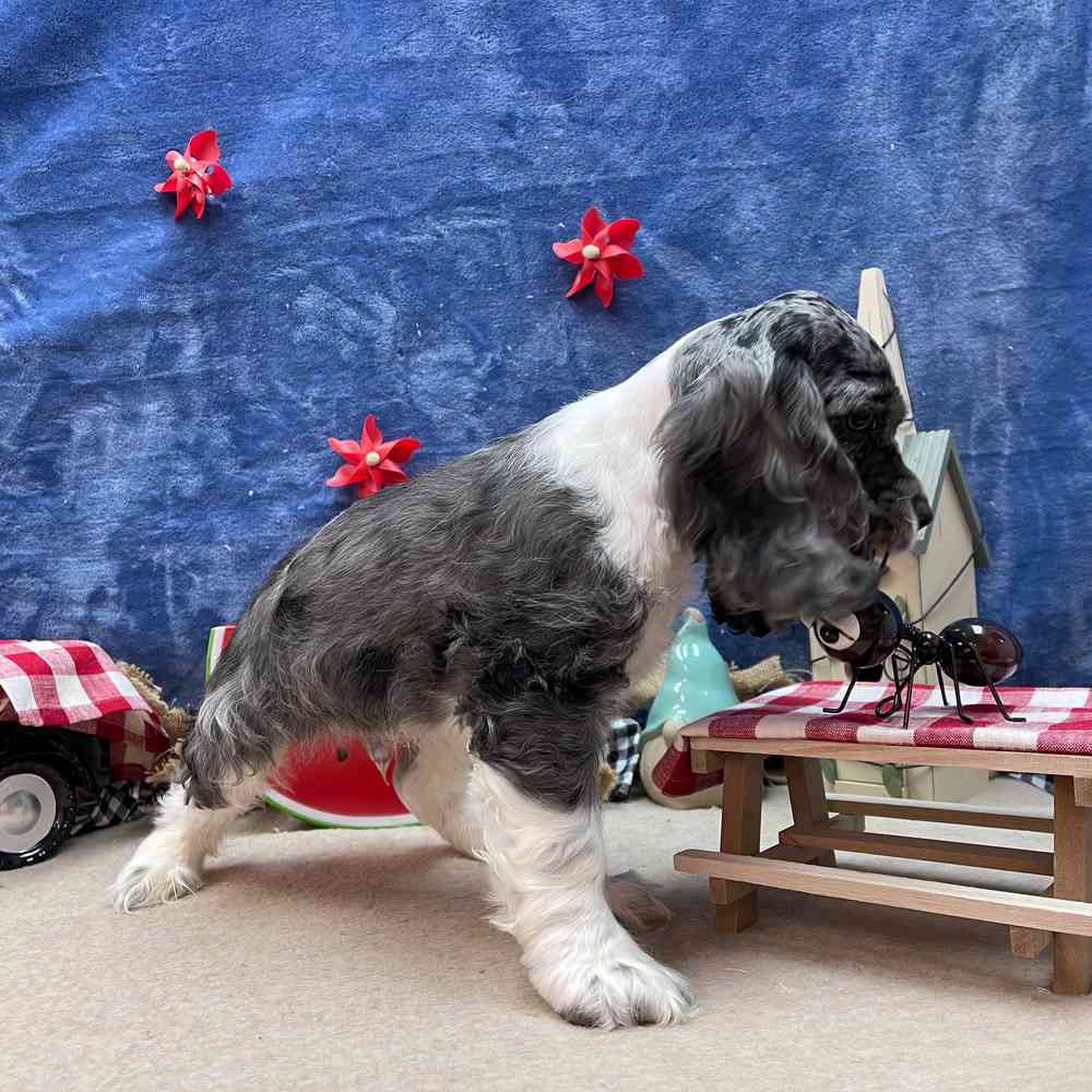 carousel pet images